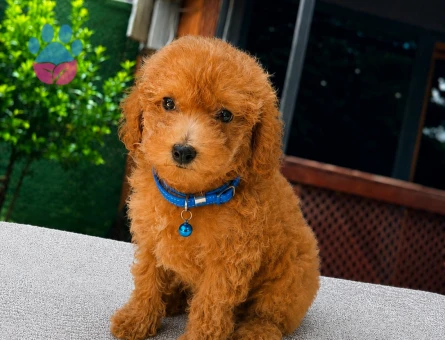 Apricot Toy Poodle Yavru | Ruhsatlı Üretim | Sağlık ve Irk Garantili - 5810