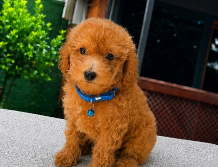 Apricot Toy Poodle Yavru | Ruhsatlı Üretim | Sağlık ve Irk Garantili - 5810