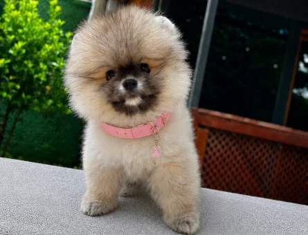 Ayıcık Surat Pomeranian Boo Yavru | Ruhsatlı Üretim - 5811