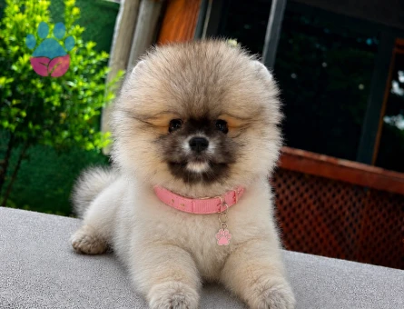Ayıcık Surat Pomeranian Boo Yavru | Ruhsatlı Üretim