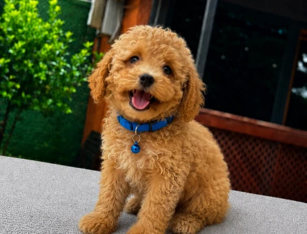 Ruhsatlı Üretim | Apricot Maltipoo Yavrumuz Yeni Ailesini Bekliyor - 5812