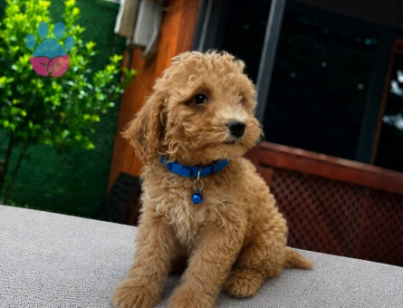 Ruhsatlı Üretim | Apricot Maltipoo Yavrumuz Yeni Ailesini Bekliyor