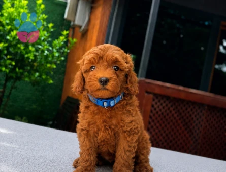 Kore Poodle Yavrumuz | Ruhsatlı Üretim | Sağlık Garantili - 5814