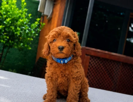 Kore Poodle Yavrumuz | Ruhsatlı Üretim | Sağlık Garantili - 5814