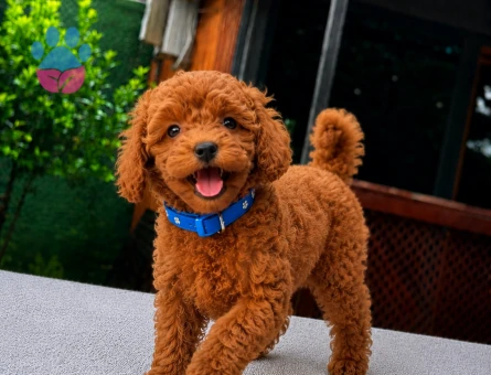 Kore Toy Poodle Yavrumuz | Ruhsatlı Üretim | Sağlık Garantili - 5815