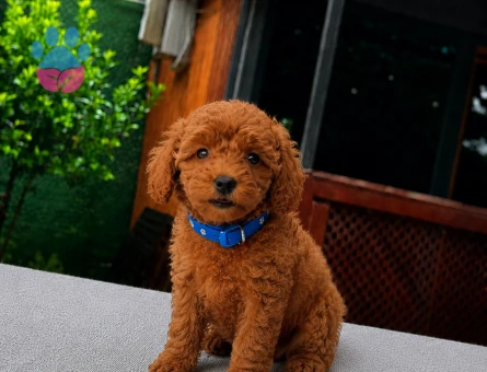 Kore Toy Poodle Yavrumuz | Ruhsatlı Üretim | Sağlık Garantili