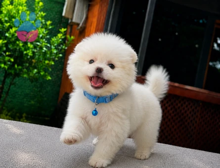 Beyaz Pomeranian Boo Yavrumuz | Ruhsatlı Üretim | Sağlık Garantili - 5817