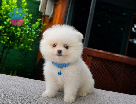 Beyaz Pomeranian Boo Yavrumuz | Ruhsatlı Üretim | Sağlık Garantili