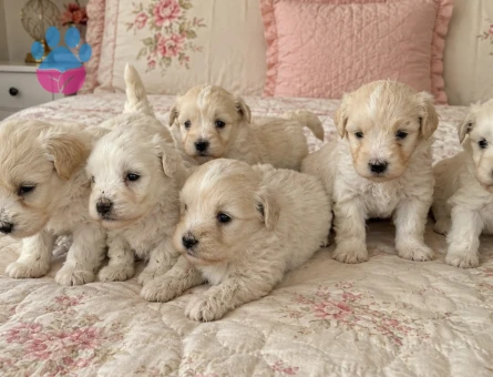 Maltipoo Teslime hazır minyatür minnaklarım - 5819