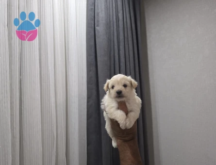 Maltipoo Teslime hazır minyatür minnaklarım