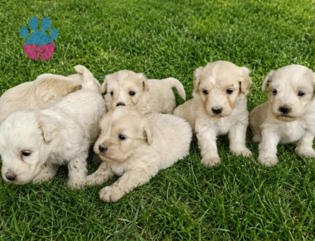Maltipoo Teslime hazır minyatür minnaklarım