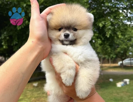 TURUNCU POMERANİAN BOO DİŞİ