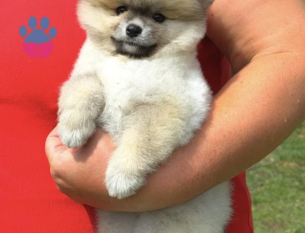 TURUNCU POMERANİAN BOO DİŞİ