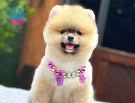 GÜLEN YÜZ TURUNCU POMERANİAN BOO - 5823