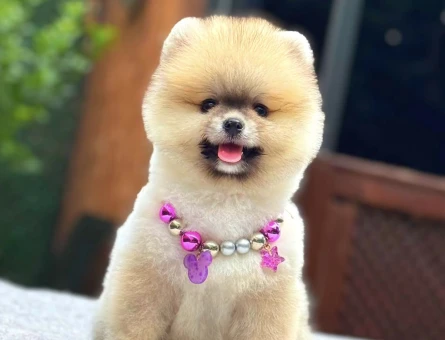 GÜLEN YÜZ TURUNCU POMERANİAN BOO - 5823