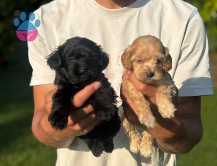 Maltıpo öyuncak tatlı bebekler