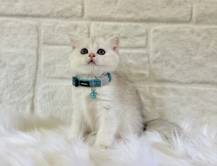 British Shorthair Silver Erkek
