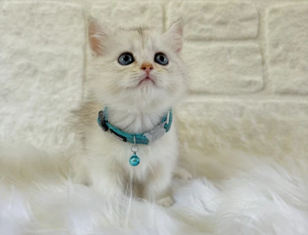 British Shorthair Silver Erkek