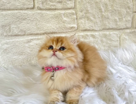 Altın Sarısı Pofuduk British Longhair Golden Ny11 Dişi