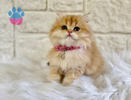 Altın Sarısı Pofuduk British Longhair Golden Ny11 Dişi