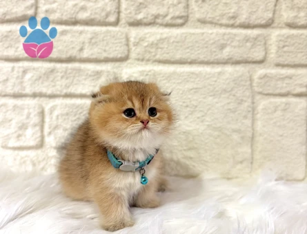 Evinizin Prensi Olmaya Hazır Scottish Fold Golden Erkek
