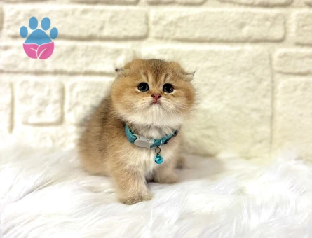 Evinizin Prensi Olmaya Hazır Scottish Fold Golden Erkek