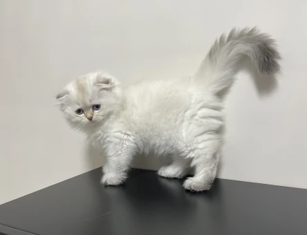 Scottish fold kara kulak