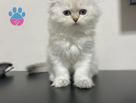 Scottish fold kara kulak