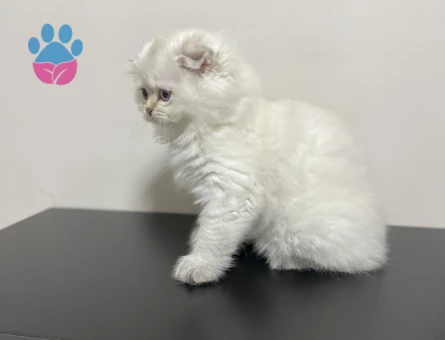 Scottish fold kara kulak