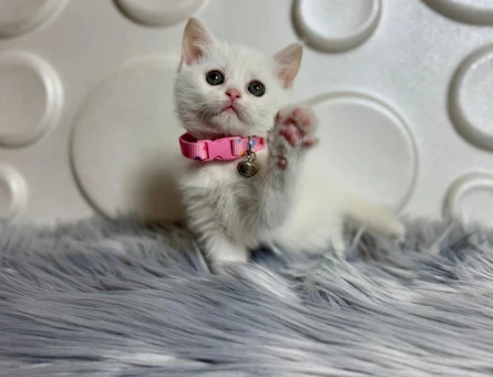 British Shorthair Dişi 2 Aylık Beyaz