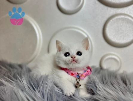 2 Aylık Bembeyaz British Shorthair Dişi