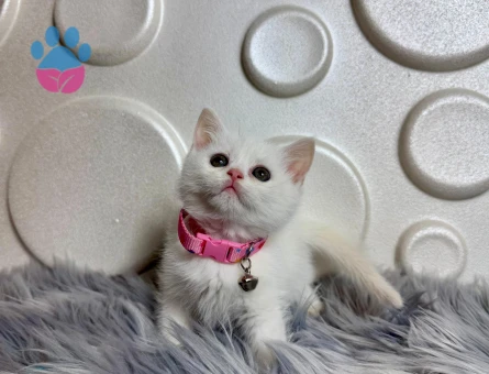 2 Aylık Bembeyaz British Shorthair Dişi