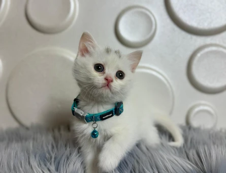 British Shorthair 2 Aylık Beyaz