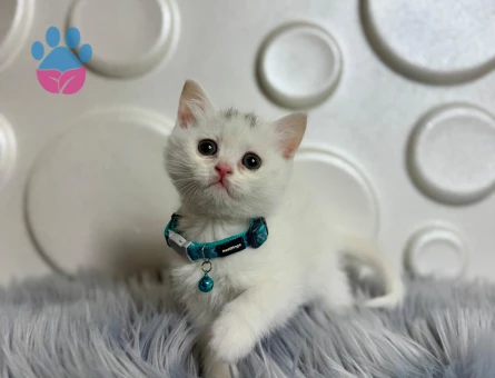 British Shorthair 2 Aylık Beyaz