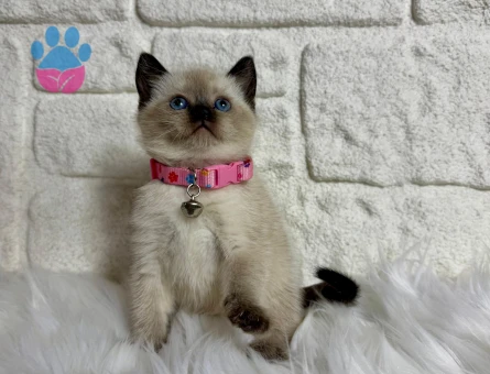 British Shorthair Çikolata Point Dişi 2 Aylık Yavrular