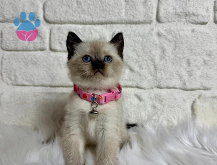British Shorthair Çikolata Point Dişi 2 Aylık Yavrular