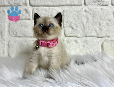 British Shorthair Çikolata Point Dişi 2 Aylık Yavrular