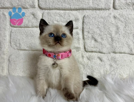 British Shorthair Çikolata Point Dişi 2 Aylık Yavrular