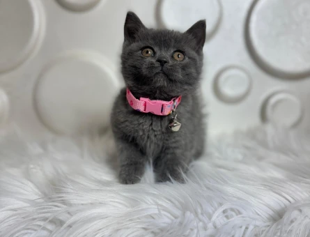 2 Aylık British SHorthair Gri Yavrumuz Yuva Arıyor