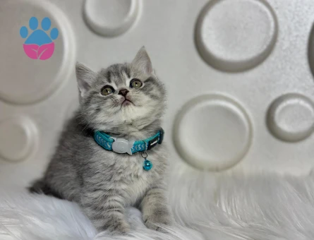 British Shorthair 2 Aylık Tabby ErkekYavrumuz