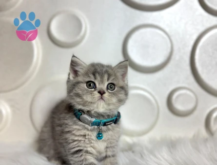 British Shorthair 2 Aylık Tabby ErkekYavrumuz