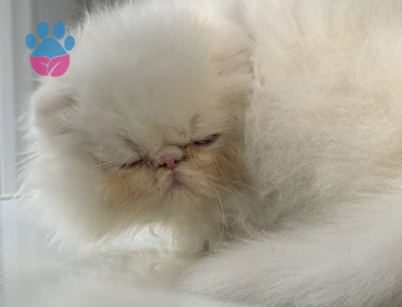 İRAN PERSİAN 2 AYLIK DİŞİ