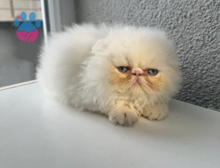 İRAN PERSİAN 2 AYLIK DİŞİ