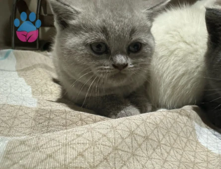 British Shorthair 2 Aylıklar