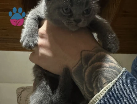 British Shorthair 2 Aylıklar