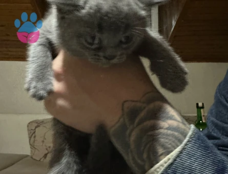 British Shorthair 2 Aylıklar