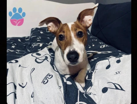 Jack Russel 4 Yaşında Yuva Arıyor