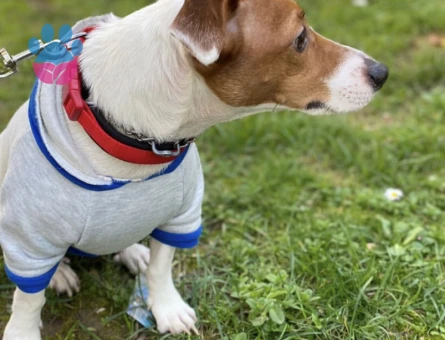 Jack Russel 4 Yaşında Yuva Arıyor