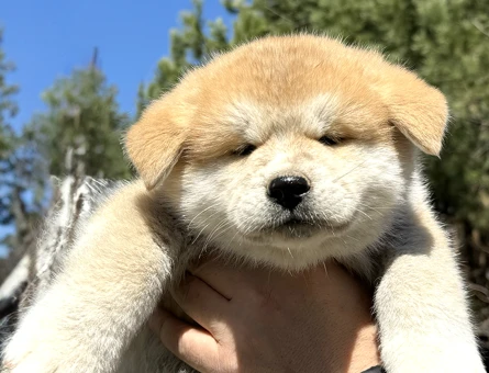 Akita Inu 3 Aylık Yavrular