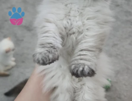 Beyaz Scottish Fold Blue Point Yavru